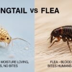 springtail vs flea
