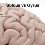 sulcus vs gyrus