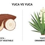 yuca vs yucca