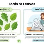 leafs or leaves